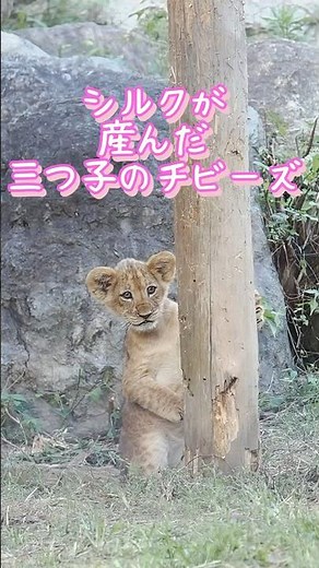 Silk's baby triplets, the Chibies [so cute 💓] #NonHoiPark #Silk #liontriplets #lion #Earth #Asahi...