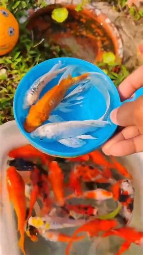 Amazing Catch Colorful Baby Turtles In Eggs After Storm, #fish #fishing #youtubers