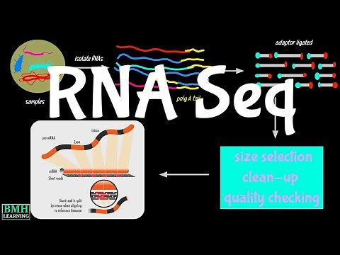 RNA Sequencing | RNA Seq |
