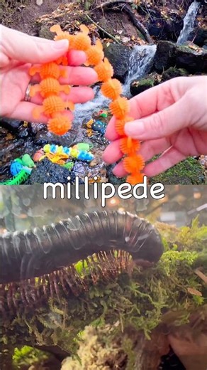 Kids Learn | Bug Insect Names at the Waterfall: Cicada Scarab Beetle Millipede Leaf Insect Worm