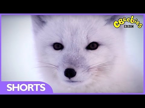 CBeebies | Andy's Baby Animals | Jumping Foxes