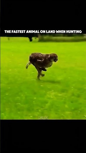 🔥 The Fastest Hunter on Earth! Cheetah's Incredible Speed in Action 🐆⚡#short