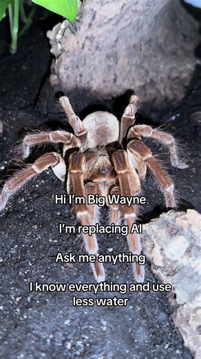 Meet Big Wayne: The Stoic Tarantula Expert