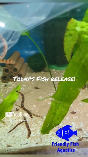 🐟 There’s something special about that first moment fish swim into their new home. Watch as this Kuhli Loach and Bumblebee Goby slip gracefully out of the bag and begin exploring their tank at Friendly Fish Aquatics in Harlow. Both have completed full quarantine and are now settling into one of our clean, healthy community tanks. 📍 Fancy seeing them in person? Pop in — it’s even better live. #FriendlyFishAquatics #FishRelease #KuhliLoach #BumblebeeGoby #TropicalFish #HarlowEssex #EssexAquatics