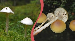 Här är Sveriges farligaste och giftigaste svampar
