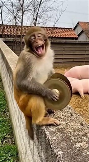 Monkey Pranks with Cymbals! 😂 Hilarious Animal Alarm Moments #shorts