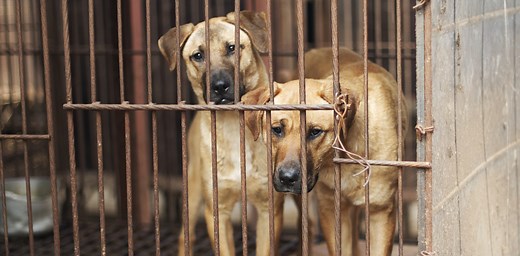 Boknal: Korea’s Notorious Dog Meat Tradition – Free Korean Dogs