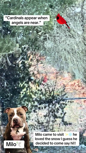 A visit from a loved one who’s passed Many cultures believe cardinals appear as messengers—like a quiet way of saying “I’m still with you.” Milo I miss you with my whole heart! ♥️ 🕊️#grief #DogLife #viraldog #dogsoftiktok #engagement