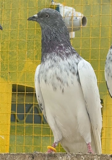 Understanding Pigeons: A Deep Dive into the Aeropigeons Club