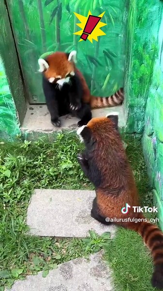 Brother's Adorable Reaction to Sister's Playful Scare | Red Panda Compilation