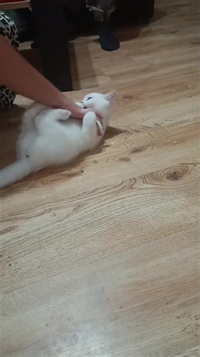 #catlover #cattok #catslovers #