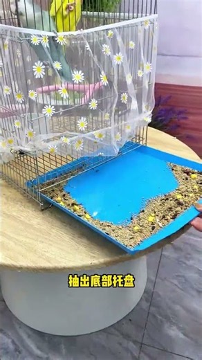 Cute Lovebird in Beautiful Flower Cage 🐦🌼 | Adorable Bird Moments