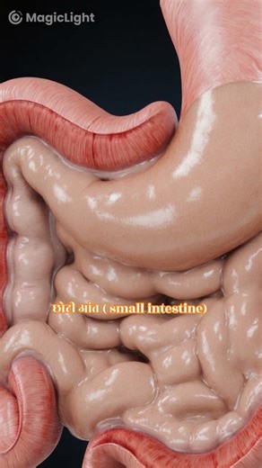 Human Digestive system || how foods digested in stomach #shorts #biology #3d #animation