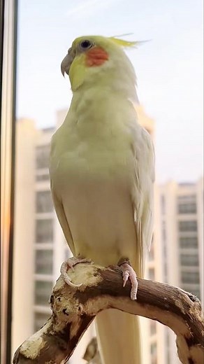 Adorable Cockatiel Jerry's Cute Singing and Dancing Moments ❤️🎶🦜😍 #cockatielscraze