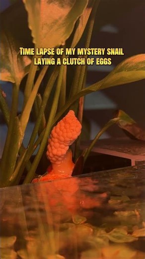 Time Lapse of My Mystery Snail Lay a Clutch of Eggs #fyp #fishtok #aquarium #fishtank #timelapse