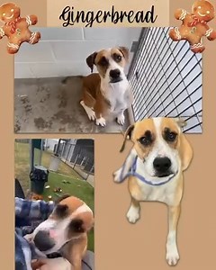 ❤️1/28/25 SAFE! GINGERBREAD was adopted today! ❤️❤️❤️❤️❤️❤️ 🆘𝐋𝐀𝐒𝐓 𝐏𝐋𝐄𝐀! 𝐏𝐥𝐞𝐚𝐬𝐞 𝐨𝐟𝐟𝐞𝐫 𝐭𝐨 𝐚𝐝𝐨𝐩𝐭 𝐨𝐫 𝐟𝐨𝐬𝐭𝐞𝐫 𝐍𝐎𝐖! Meet GINGERBREAD. Her Momma days are over, and she's ready to find a home where she is the main attraction! Gingerbread has already been spayed, so she ready to go home the day you meet her. If you are not quite ready to adopt, but are willing to foster please say so below. Gingerbread has already been at the shelter for 65 days, so we know she's on b
