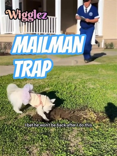 😲 Pawz n' Plotz #morkie #rescue #doglovers #puppylove #shorts #cute #funny #trap #mailman