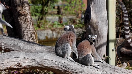 The ring-tailed lemur, Lemur catta is a large strepsirrhine primate and the most recognized lemur due to its long, black and white ringed tail.Like all lemurs it is endemic to the island of Madagascar