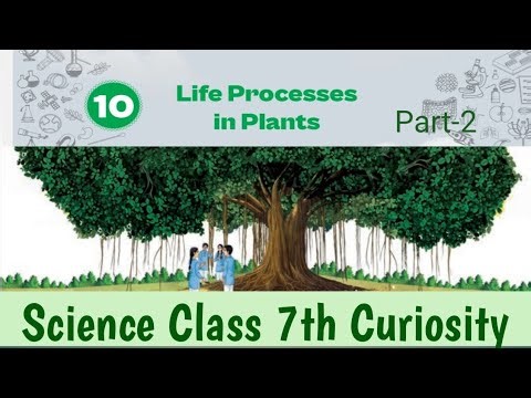 Life Process in Plants |Class 7th Science |Curiosity | Chapter 10 | Part 2| ncert new book 