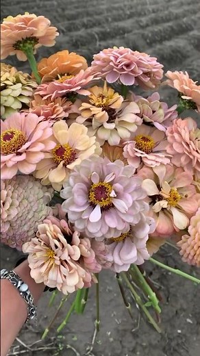 Floret Original: Zinnia ‘Precious Metals’