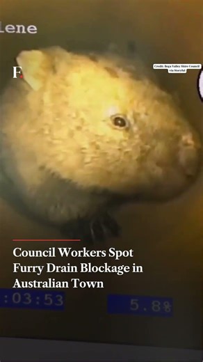 Council Workers Spot Furry Drain Blockage in Australian Town | Subscribe to Firstpost