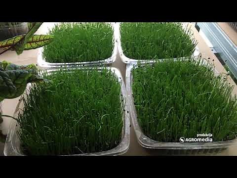 Kako se GAJI MIKROBILJE? - Lekovito i Hranljivo POVRĆE za Kojim je POLUDEO Ceo Svet!