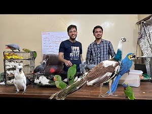 Colorful World of Exotic Parrot Setup in Karachi