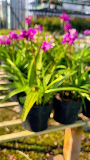 Spathoglottis plicata. #flowers