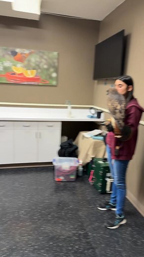 Red tail Hawk | Wild Birds Unlimited