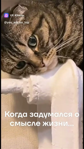 #cat #красиваякошка #nature #веселыекоты #cute #funny #прикольныекоты #природа #pets #милота #animal