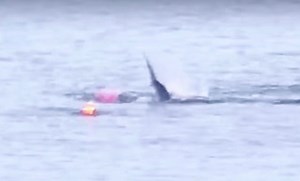 Crazy: Kayaker Escapes Great White Shark Attack In Monterey Bay, California!