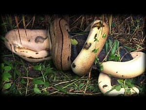 Python kills Pig 06 - Music - Dangerous Animals