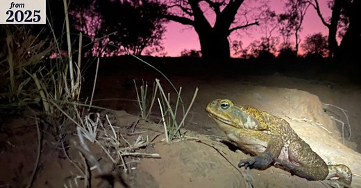 Here’s a simple solution to the cane toad invasion. And it costs just 66¢ a hectare
