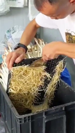 technique for cutting bean sprout roots using simple tools - farming - agriculture #shorts