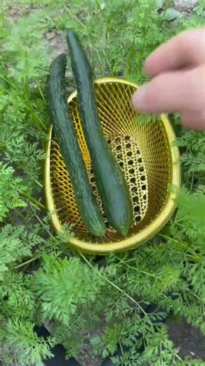 Harvesting long, crunchy cucumbers from my garden 🥒