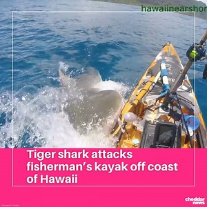 35K views · 90 reactions | He definitely needed a bigger boat. A...