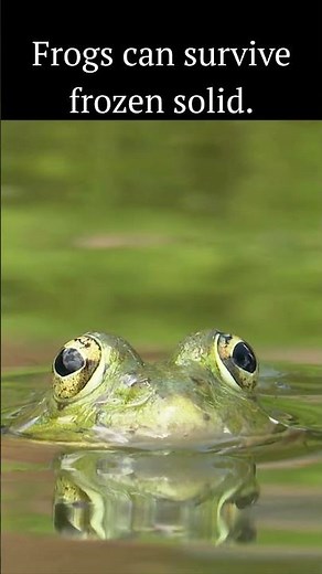 Frogs can survive frozen solid
