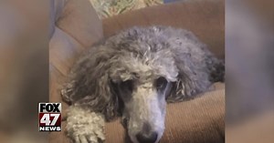 Legal battle over dog ownership