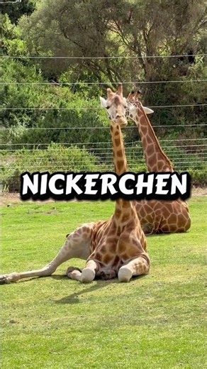 🦒Wusstest du das Giraffen manchmal nur 30 Minuten Schlaf brauchen?#hiddenfacts #fakten #giraffe