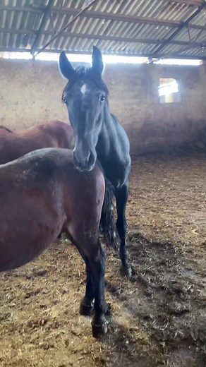 #rescueanimals #schlachtpferderettung #andalusier #chevaux #caballos #horses #pferde #hilfe #cruzados #spenden #danke 04.11.2021 wir konnten 8 Pferde sichern dank eurer Hilfe!