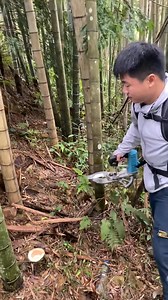 PowerBamboo Pro: Electric Shears for Effortless Bamboo Cutting #bamboo #reel #cutting | TCA Cutting