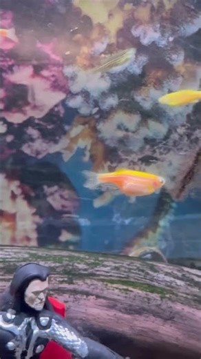 zebra danio fish #aquarium #youtubeshorts #fishing #shorts