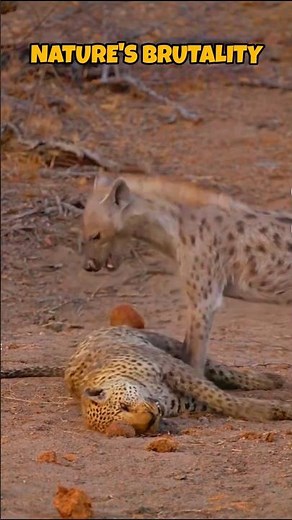Hyena Feasts on Leopard – Watch the Unexpected Twist