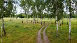 Birch Grove. Wind in the grove. Drone footage.