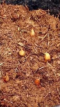 how to grow freesia bulbs in pot #freesia planting guide #planting freesia in pot #freesia flower