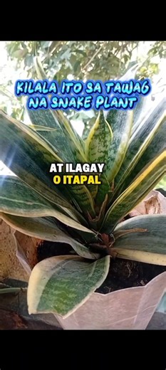 2K views · 32 reactions | #snakeplant #benefits #plant #nhorscusipag #reels | Nhorscusipag | Facebook