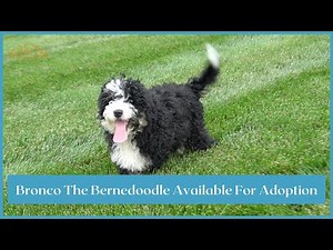Bronco the Bernedoodle Available For Adoption!