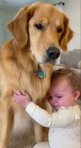 Crying Baby Gets Comforted by Golden Retriever 🥹🐶