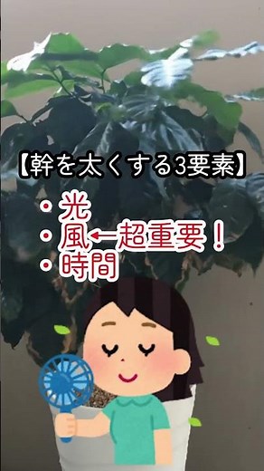 ひょろひょろなゴムの木の幹を太くする方法