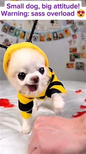 “Funny Chihuahua Compilation | Cute & Sassy Chihuahuas #chihuahua #heartwarming #pets